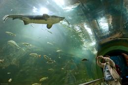 Poroszló: Aquarium im Tisza-tavi Ökocentrum