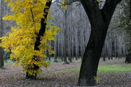 Tisza-Auenwald im Herbst
