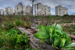 "Urban Gardening" in einem noch in sozialistisischer Zeit hochgezogenen Vorort von Cluj/Koloszvar/Klausenburg (Foto © Migu Schneeberger)