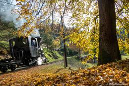 "Joy" auf der ehemaligen Waldbahn von Cierny Balog, Slowakei, 11.10.2022 (Foto: Migu Schneeberger)