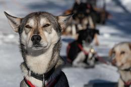 Wenn einem die Kälte nichts ausmacht: Schlittenhunde in Rovaniemi