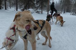 Schlittenhunde in der Nähe von Rovaniemi